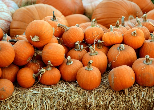 Halloween pumpkins