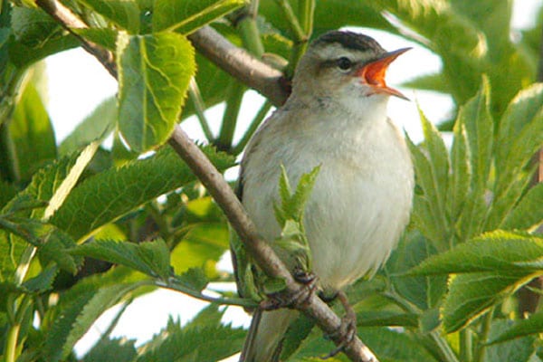 Bird singing at two tree island nature reserve