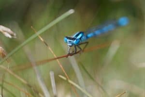 dragonfly at RSPB Rainham Marshes