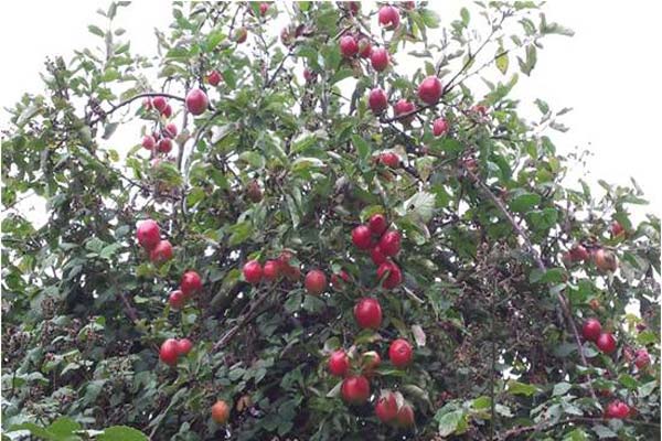 biodiversity-berries.jpg