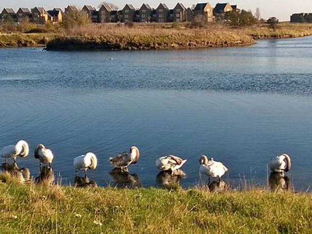 gunners park swans