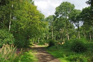 hadleigh great woods