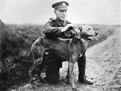 Ww1 Messenger Dog