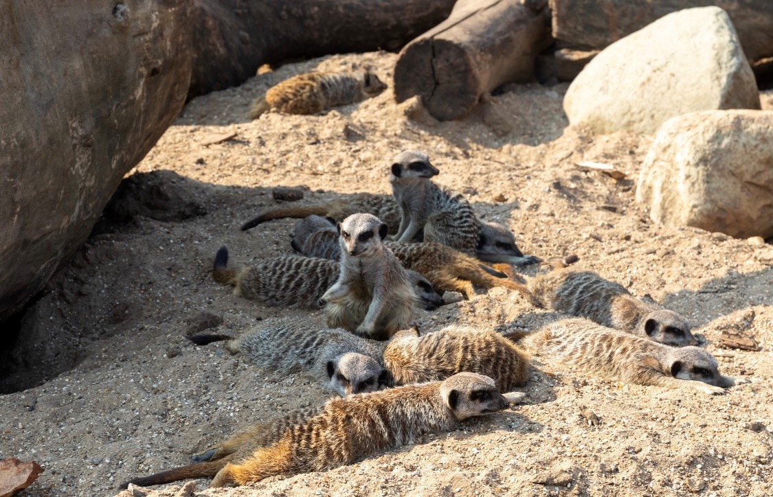  69b3edce26290 69b3edce26291meerkats 1.jpg